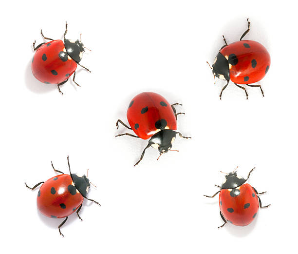 istock Collection of ladybugs 178888380