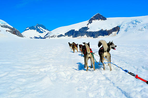 istock Dog Sled on Top of Mendenhall Glacier 178888439