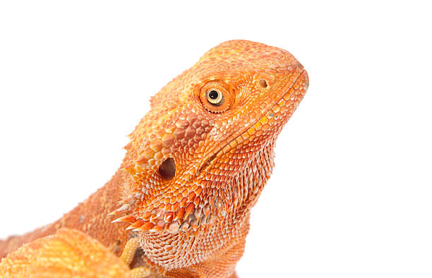 istock Portrait of Bearded Dragon 178888464