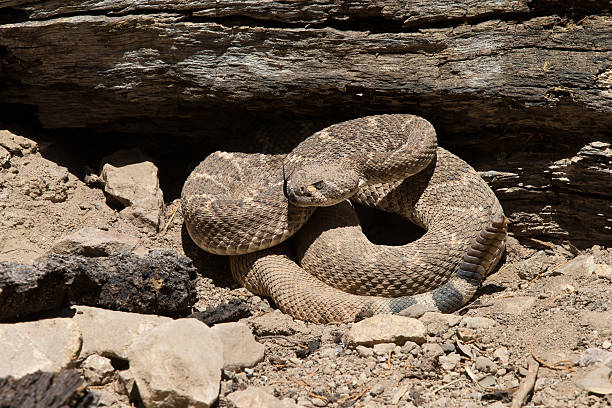 istock Western Diamond Backed Rattlesnake 178888486