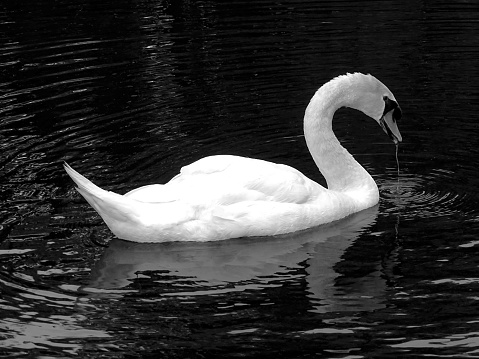 This photo was shot near a lake of a public park of Dusseldorf, Germany, in early August 2023. Here is depicted in close-up and intense Black-and white, a Majestic Mute swan (Cygnus Olor) slowly sliding through the waters  of a lake, of his habitat.