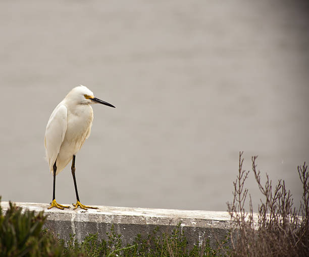 istock Lone Egret Walking On A Sea Wall 178888764