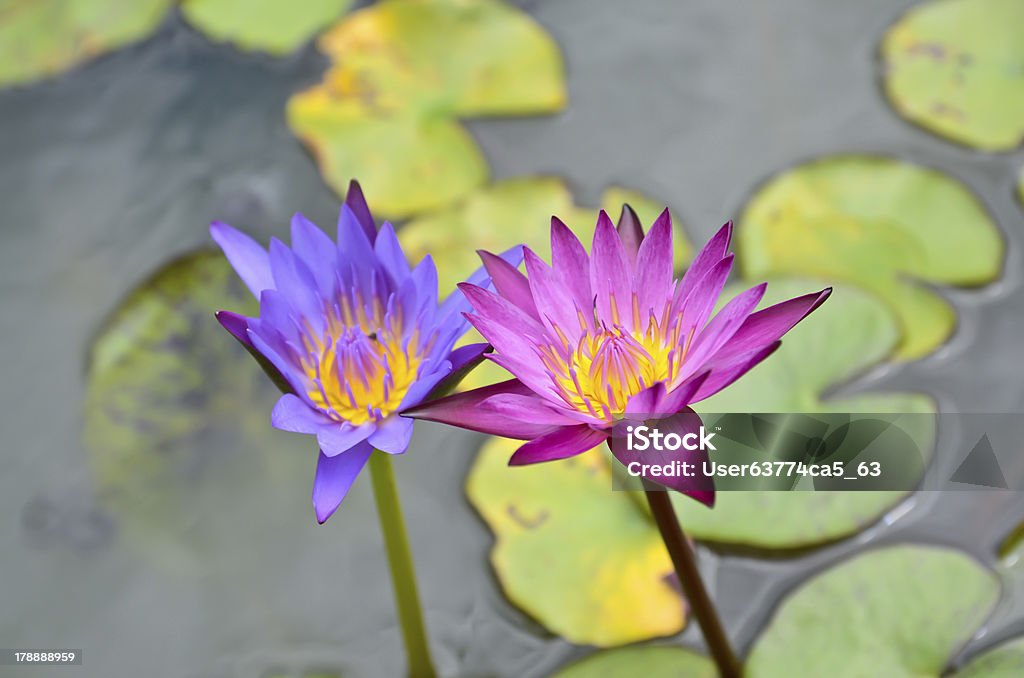 pink lotus blooming in pond pink lotus blooming in the tropical garden Animals In The Wild Stock Photo