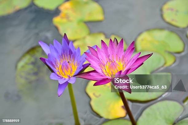Pink Lotus Blooming In Pond Stock Photo - Download Image Now - Animals In The Wild, Aquatic Organism, Beauty In Nature