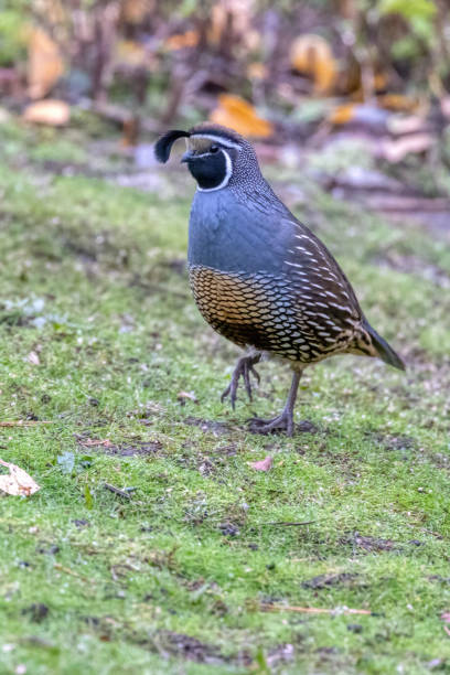 istock California Quail, Delta, BC, Canada 1788889927