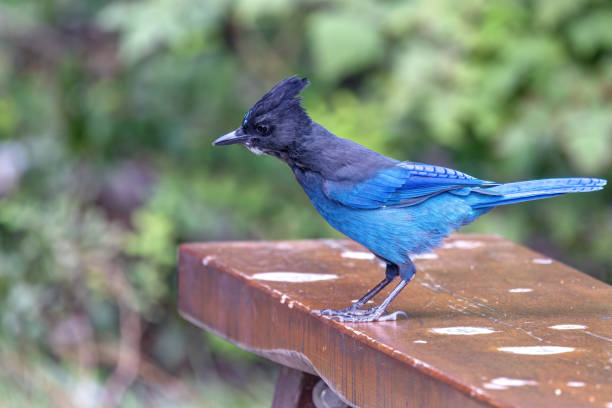 istock Stella's Jay on a picnic table in a park 1788890439