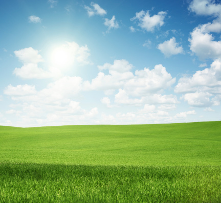 Empty sunny green field with copy space