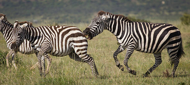 Angry zebras Two female zebras were angry with each other because of a male, so they started biting each other. donkey animal themes desert landscape stock pictures, royalty-free photos & images