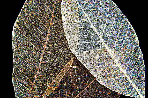 말린 고무 나무 스켈레톤 잎 - skeleton leaf 뉴스 사진 이미지