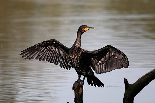 istock Cormorant, Phalacrocorax carbo 178889305