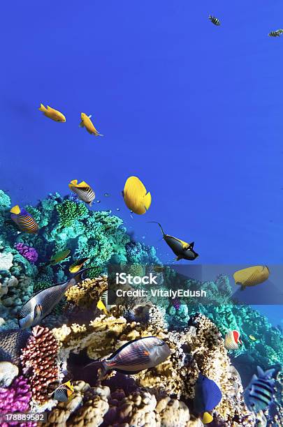 Corais E Peixes No Mar Vermelho Egipto África - Fotografias de stock e mais imagens de Hurghada - Hurghada, Peixe, Mergulho Submarino