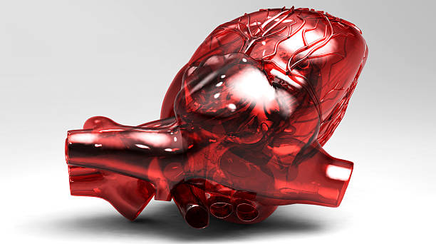 istock Model of artificial human heart 178889879