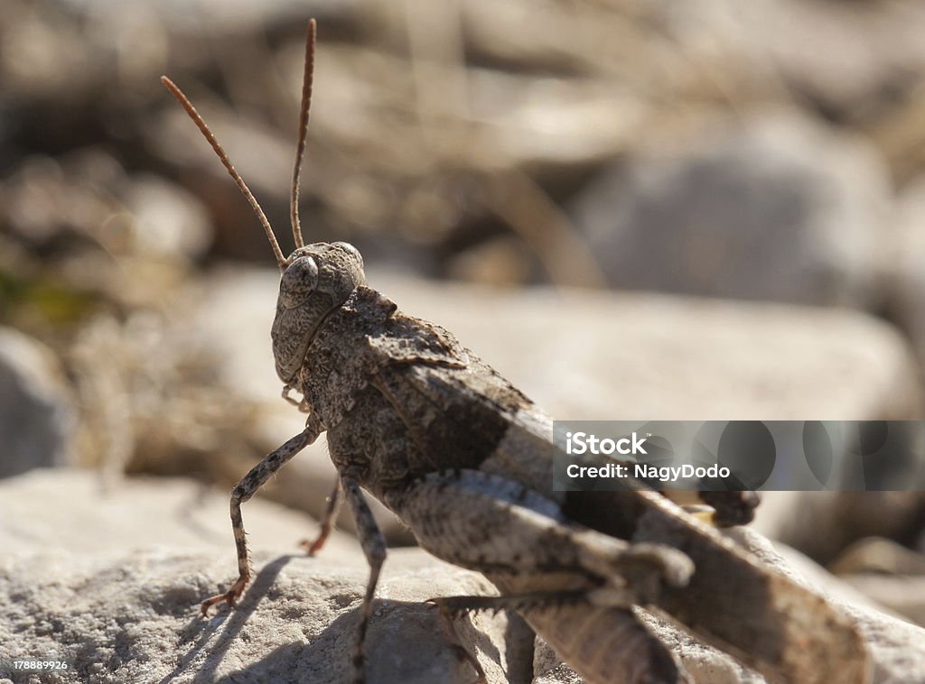 Brown locust close-up - Foto de stock de Animal royalty-free