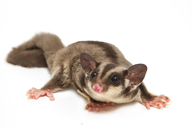 istock sugarglider lying on the floor 178889950
