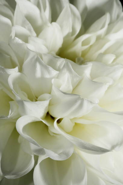 istock Dahlia in Nara 1788899956