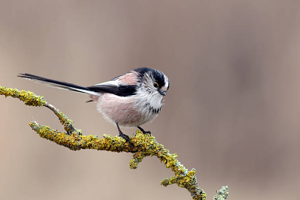 istock Long-tailed tit, Aegithalos caudatus 178890274