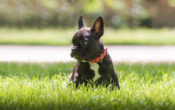 istock French bulldog puppy 1788903136