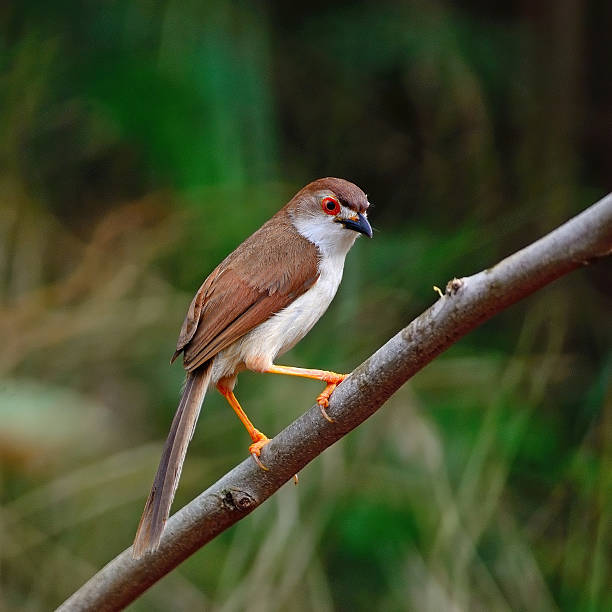 황색-eyed 꼬리치레 - jungle babbler 뉴스 사진 이미지