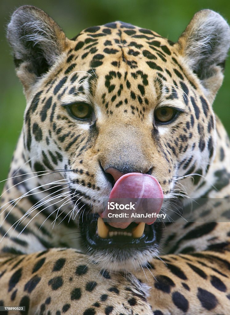 Jaguar licks los labios - Foto de stock de Afilado libre de derechos