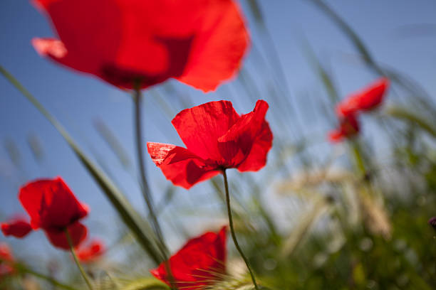 istock Poppy field and sun 178890525