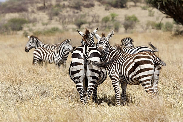 istock Zebras (Equus burchellii) in the savanna 178890543