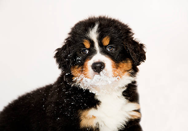 バーニーズマウンテンドッグ人形は halfly スノーイー - dog snow bernese mountain dog paw ストックフォトと画像
