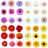 A stunning flower collage on a white background