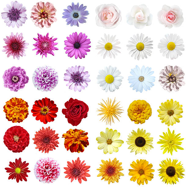 A stunning flower collage on a white background Colorful collage of flowers on isolated background flower head stock pictures, royalty-free photos & images