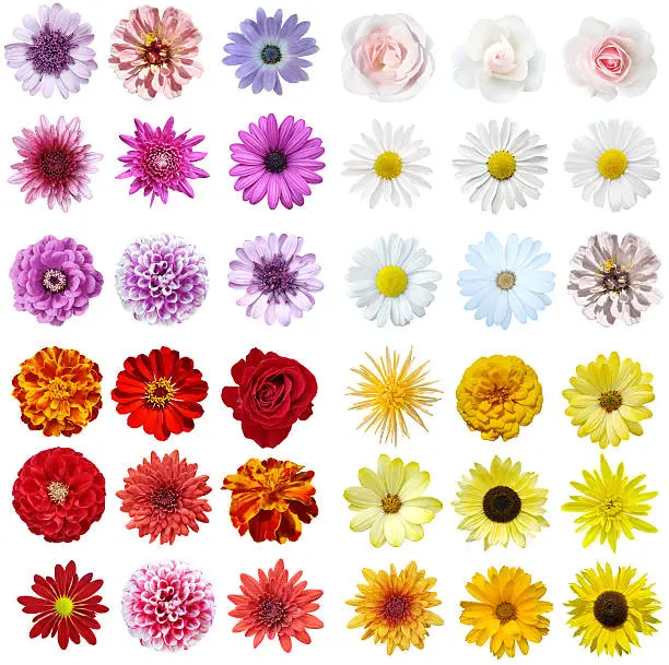 Colorful collage of flowers on isolated background