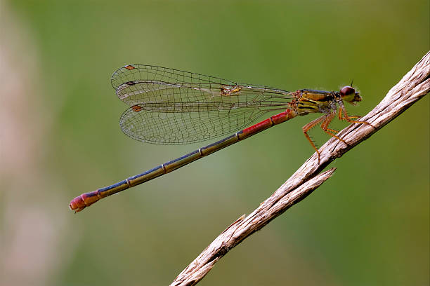 istock red black dragonfly coenagrion puella 178890702