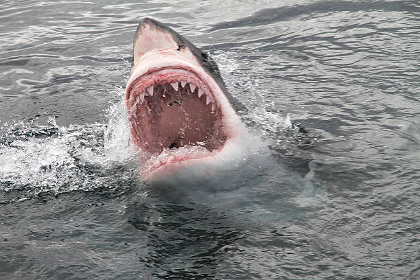 attack great white shark - tierzahn stock-fotos und bilder
