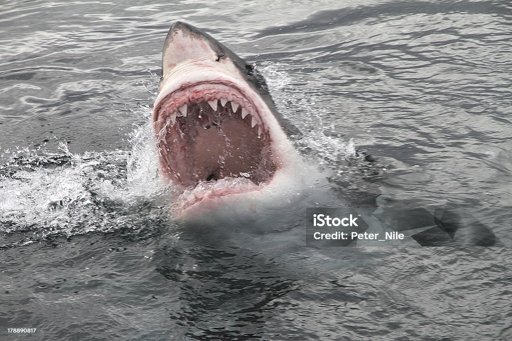 Attaque Grand requin blanc - Photo de Requin libre de droits