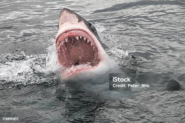 Photo libre de droit de Attaque Grand Requin Blanc banque d'images et plus d'images libres de droit de Requin - Requin, Grand requin blanc, Attaque d'animal