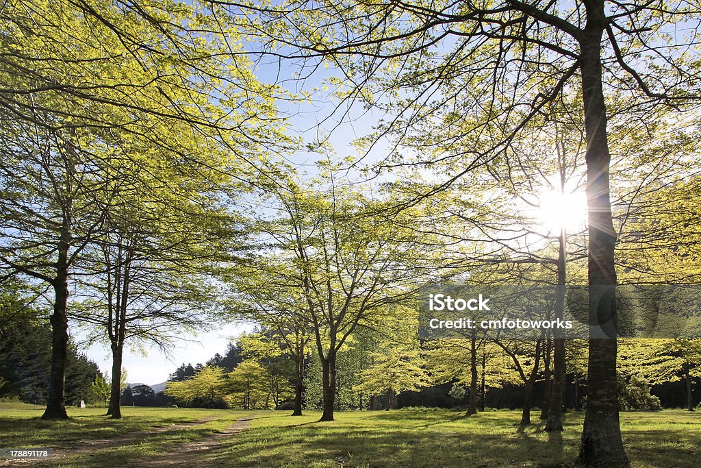Foresta in primavera - Foto stock royalty-free di Albero