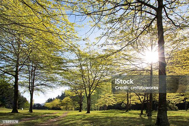 Foresta In Primavera - Fotografie stock e altre immagini di Albero - Albero, Albero deciduo, Ambientazione esterna