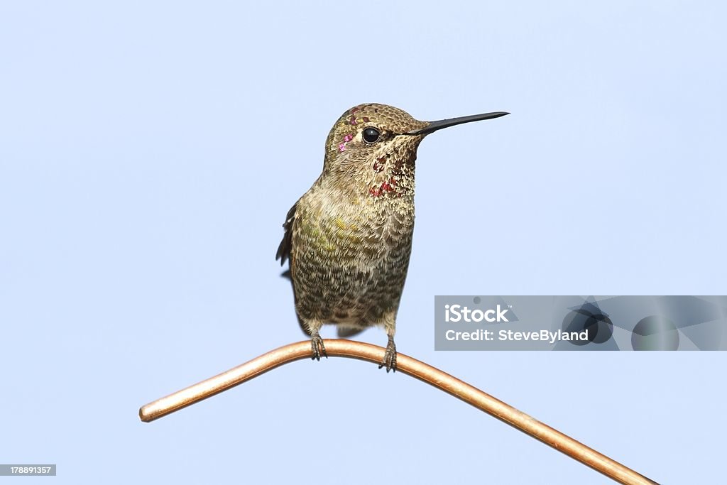 Colibrí Annas (Calypte anna) - Foto de stock de Animal libre de derechos