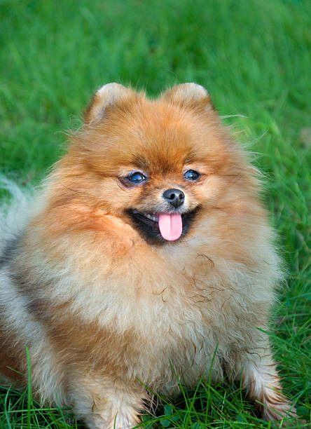 istock spitz, Pomeranian dog in city park 178891391