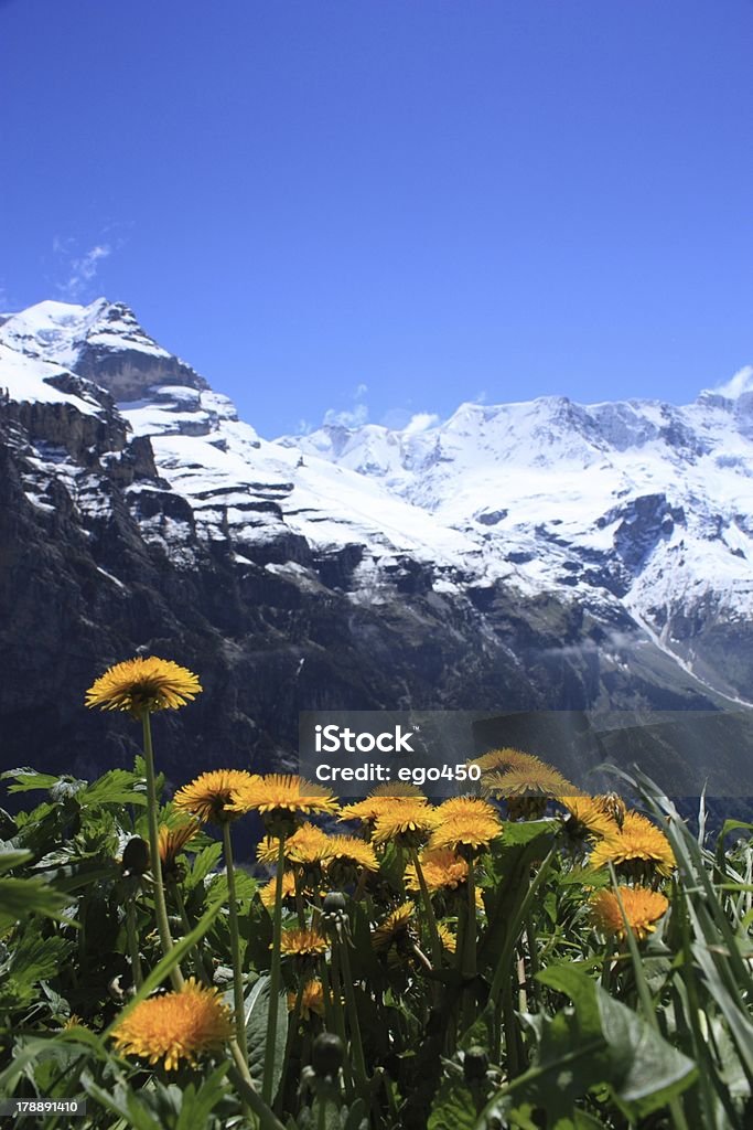 Switzerland Swiss Alps skyline near Interlaken in Europe. Aster Stock Photo