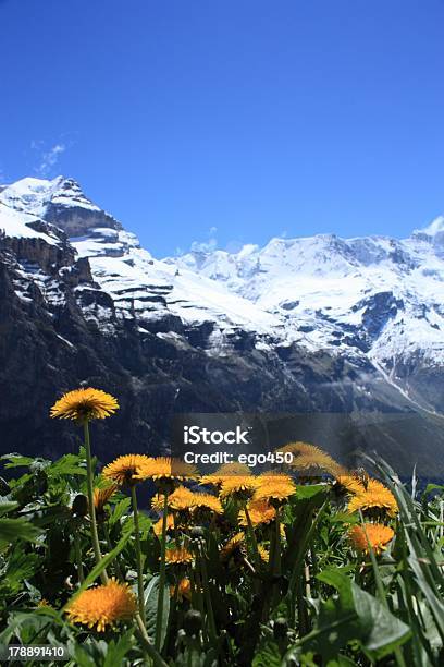 Switzerland Stock Photo - Download Image Now - Aster, Blossom, Cliff