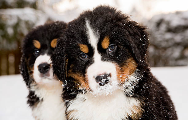 バーニーズマウンテンドッグ puppest カメラ目線 - dog snow bernese mountain dog paw ストックフォトと画像