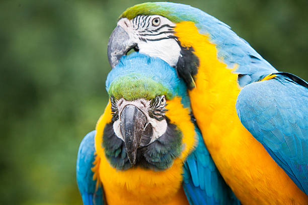 Two beautiful Macaw's Two Macaw's grooming in the sun ara arauna stock pictures, royalty-free photos & images
