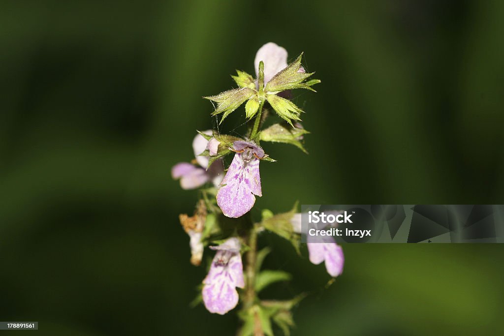 Flores - Foto de stock de Aire libre libre de derechos