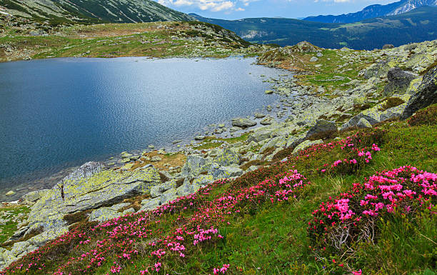 istock Spring flowers in the mountains 178891594