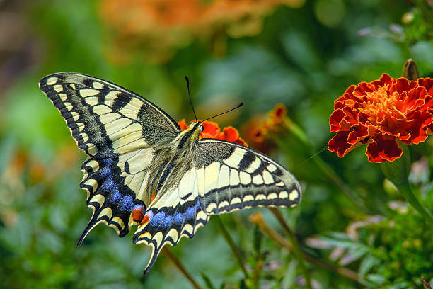The swallowtail butterfly, with its striking yellow and black markings, is captured in a close-up shot, showcasing its intricate wing patterns.