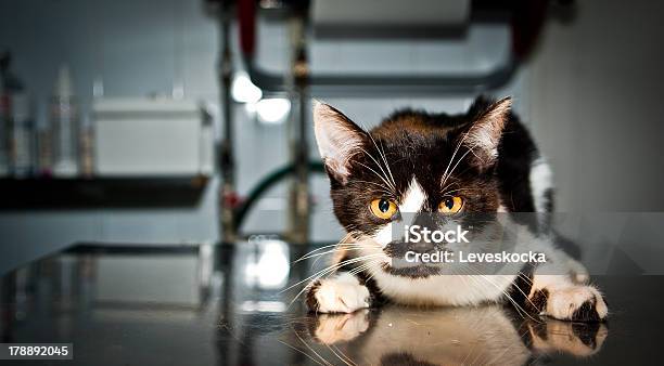 Sick Cat En Veterinario Foto de stock y más banco de imágenes de Amarillo - Color - Amarillo - Color, Animal, Animal doméstico