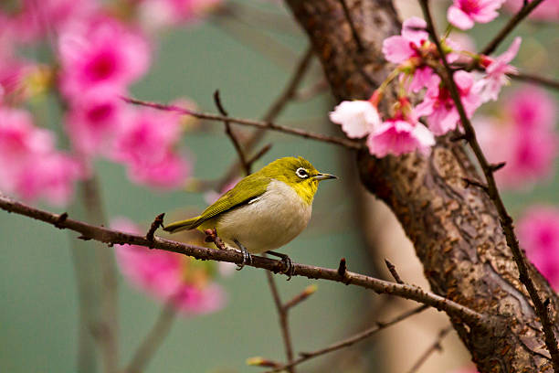 istock Japanese White-eye with pink cherry blossoms 178892168