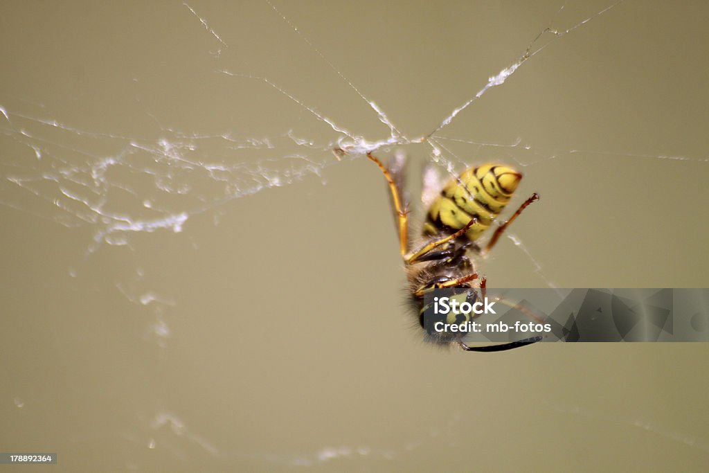 Dead wasp in a spider web Black Color Stock Photo