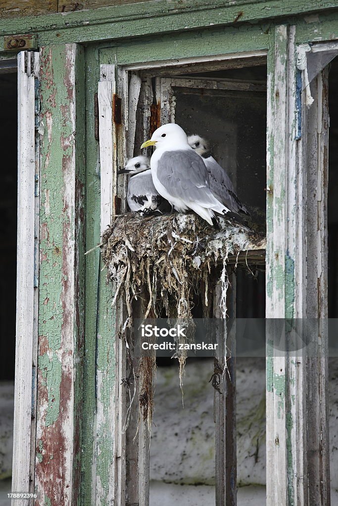 Gaviota la familia - Foto de stock de Animal libre de derechos