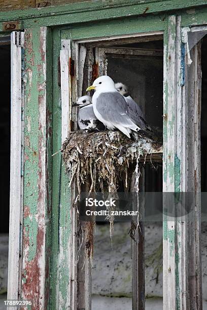 Photo libre de droit de Mouette Famille banque d'images et plus d'images libres de droit de Arctique - Arctique, Famille d'animaux, Faune