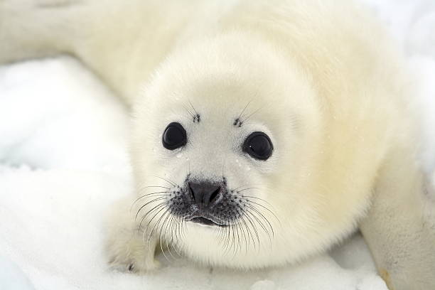 bebé arpa cría de foca - foca fotografías e imágenes de stock